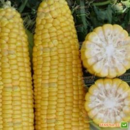 Тесті Світ F1 насіння кукурудзи суперсолодкої (Wing Seed)