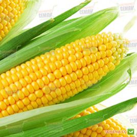 Гермиона F1 семена кукурузы суперсладкой Sh2 ранней 71-73 дн. 22 см 16-18 р. (Мнагор)