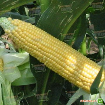 Авицена F1 семена кукурузы сладкой (Semo)