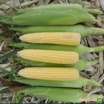 AGX 11-195 F1 семена кукурузы суперсладкой Sh2 75-78 дн. (Agri Saaten)