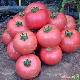Димероза F1 Organic семена томата индет. ультрараннего окр. розового 200-220г (Enza Zaden/Vitalis)