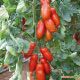 Поззано F1 Organic семена томата индет. раннего перцевидного 135-145 гр. (Enza Zaden/Vitalis)