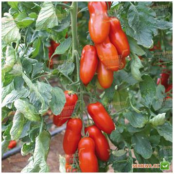 Поззано F1 Organic семена томата индет. раннего перцевидного 135-145 гр. (Enza Zaden/Vitalis)