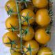Голдкроне семена томата индет. раннего 90-100 дн. желт. 15-20 гр. (Moravoseed)