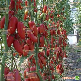Айдар F1 семена томата индет. среднего 110-115 дн. перц. слив. 140-160г красный (Clause)