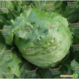Балморал насіння салату типу Айсберг (Clause)