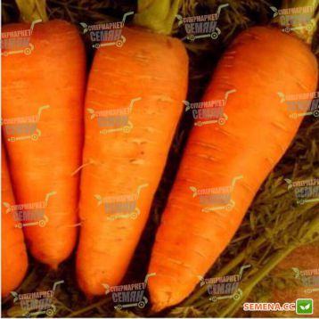 Болтекс семена моркови Шантане (Clause)