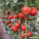 К 20.48 F1 насіння томату індет середн. окр.-прип. 250-300 гр. (Clause)
