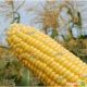 Лендмарк F1 семена кукурузы суперсладкой Sh2 73 дн. 20-22 см 16-18 р. (Clause) НЕТ ТОВАРА