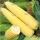 Лендмарк F1 семена кукурузы суперсладкой Sh2 73 дн. 20-22 см 16-18 р. (Clause) НЕТ ТОВАРА