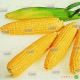 Леженд F1 насіння кукурудзи суперсолодка (Clause)