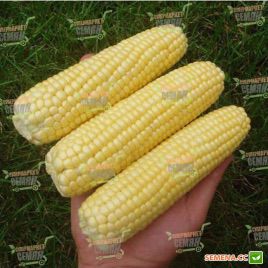 Леженд F1 семена кукурузы сладкой Su ранней 70-72дн. 18см 16-18 р. (Clause) НЕТ ТОВАРА