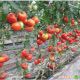 Лорелі F1 насіння томата індетермінантного (Clause)