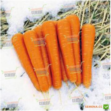Майор F1 семена моркови Нантес (Clause)