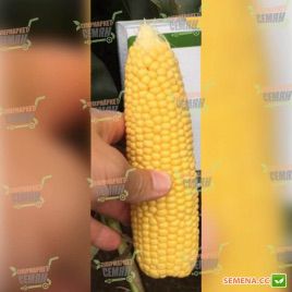 Мінт F1 насіння кукурудзи суперсолодкої Sh2 77 дн 20-22 см 16-18 р (Clause)