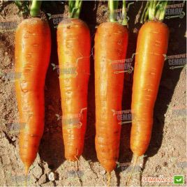 Нантиндо F1 семена моркови Нантес (Clause)