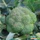 Румба F1 насіння капусти броколі (Clause)