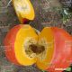 Руж виф де Тамп семена тыквы крупноплодной средней 110-115 дн. 10-12 кг (Clause)