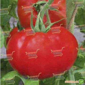 Селестін F1 насіння томата індет середньор окр-припл 250-280 гр (Clause)