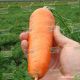 Шантане семена моркови Шантане (Clause)