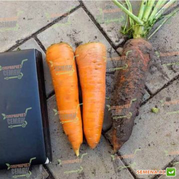 Скарла семена моркови Флакке (Clause)