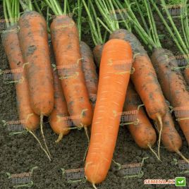 Стромболи F1 семена моркови Нантес (Clause)