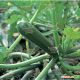 Кора F1 семена цуккини раннего 40-42 дн. темно-зеленого (Clause)