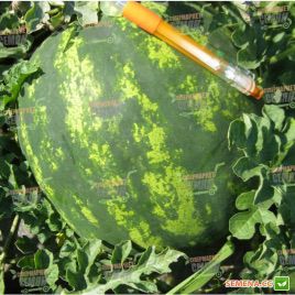 Стетсон F1 семена арбуза тип кр.св. раннего 58-62 дн. 7-9 кг окр. (Clause)