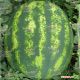 Стетсон F1 семена арбуза тип кр.св. раннего 58-62 дн. 7-9 кг окр. (Clause)