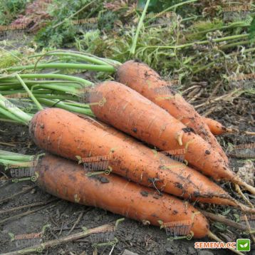 KS 7 F1 семена моркови Шантане (Kitano Seeds) 