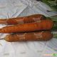 Мацурі F1 (KS 7 F1) насіння моркви (Kitano Seeds)