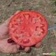 KS 835 F1 семена томат дет. (Kitano Seeds)