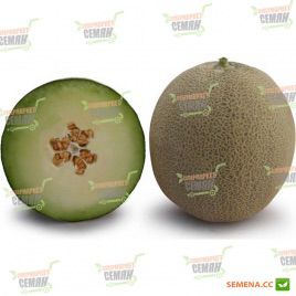 КС 7044 F1 (KS 7044 F1) семена дыни тип Japanese поздней 85-90 дн. 1,5-2,0 кг окр. сер.-зел./св.-зел. (Kitano Seeds)