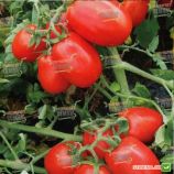 8504 F1 семена томата дет. (Heinz/Lark Seeds)