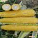 Добрыня F1 семена кукурузы суперсладкой Sh2 ранней 70 дн. 24-25 см 16-18 р. (Lark Seeds)