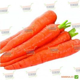 Фиона семена моркови Курода (Lark Seeds)