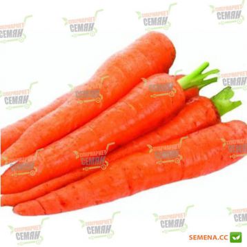 Фіона насіння моркви Курода (Lark Seeds) 