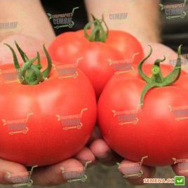 Луізет F1 насіння томата індет. (Lark Seeds)