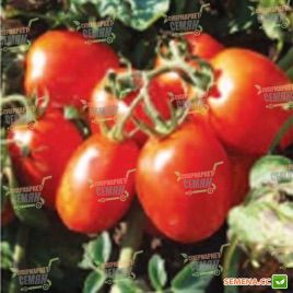 Марісса Нова F1 насіння томата індет. (Lark Seeds)