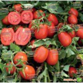 Платон F1 семена томата дет. среднего 116 дн. слив. 80-90г красный (Lark Seeds)