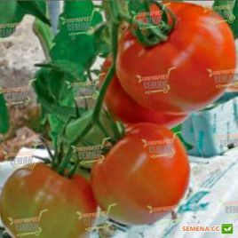 Сімба F1 насіння томату індет. (Lark Seeds)