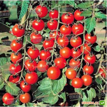Старскрим F1 семена томата дет. черри раннего 95 дн. окр. 25-30 гр. красный (Spark Seeds)