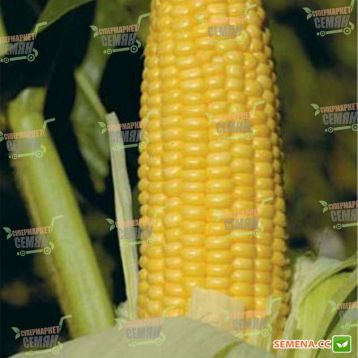 Уокер F1 семена кукурузы суперсладкой (Lark Seeds)