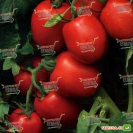 1015 F1 семена томата дет. (Heinz/Lark Seeds)