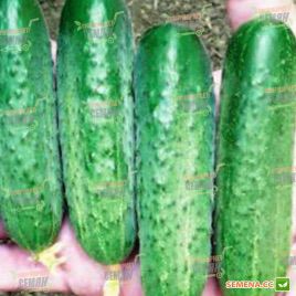 Стингер F1 семена огурца корнишона партенокарп. среднераннего 47-50 дн. 12-14 см (Spark Seeds)
