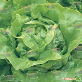 Аланіс насіння салату тип Маслянистий (Seminis)