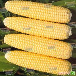 Челленджер F1 семена кукурузы суперсладкой SHY среднеранней 78-80 дн. 20-22 см 16-18 р. (Seminis) НЕТ СЕМЯН