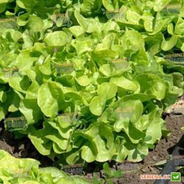 Фризол семена салата тип Дуболистный (Seminis)