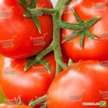 Игидо F1 семена томата индет. среднего 110-115 дн. окр. 180-200 гр. красный (DRS-Seminis)