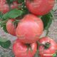 Пандароза F1 семена томата индет розового (DRS-Seminis)